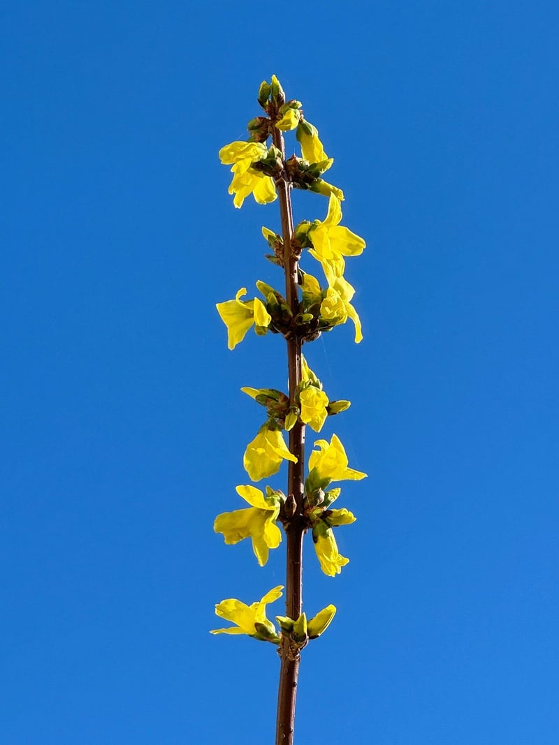 Seasonal Flora